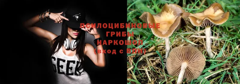 Галлюциногенные грибы Psilocybe  Ачинск 